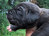 cane corso puppy black